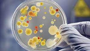 Microbiology Department